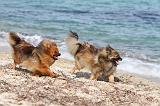 SPITZ ALLEMAND 232